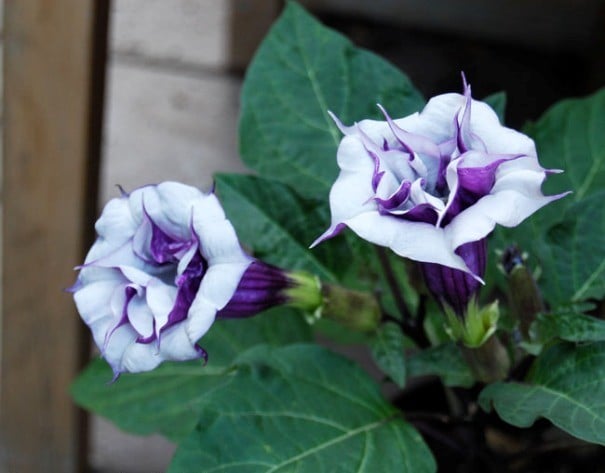 3 loại hoa đẹp nhưng không may mắn, trồng trong nhà dễ gặp xiu, tiền tài thất thoát - Ảnh 3