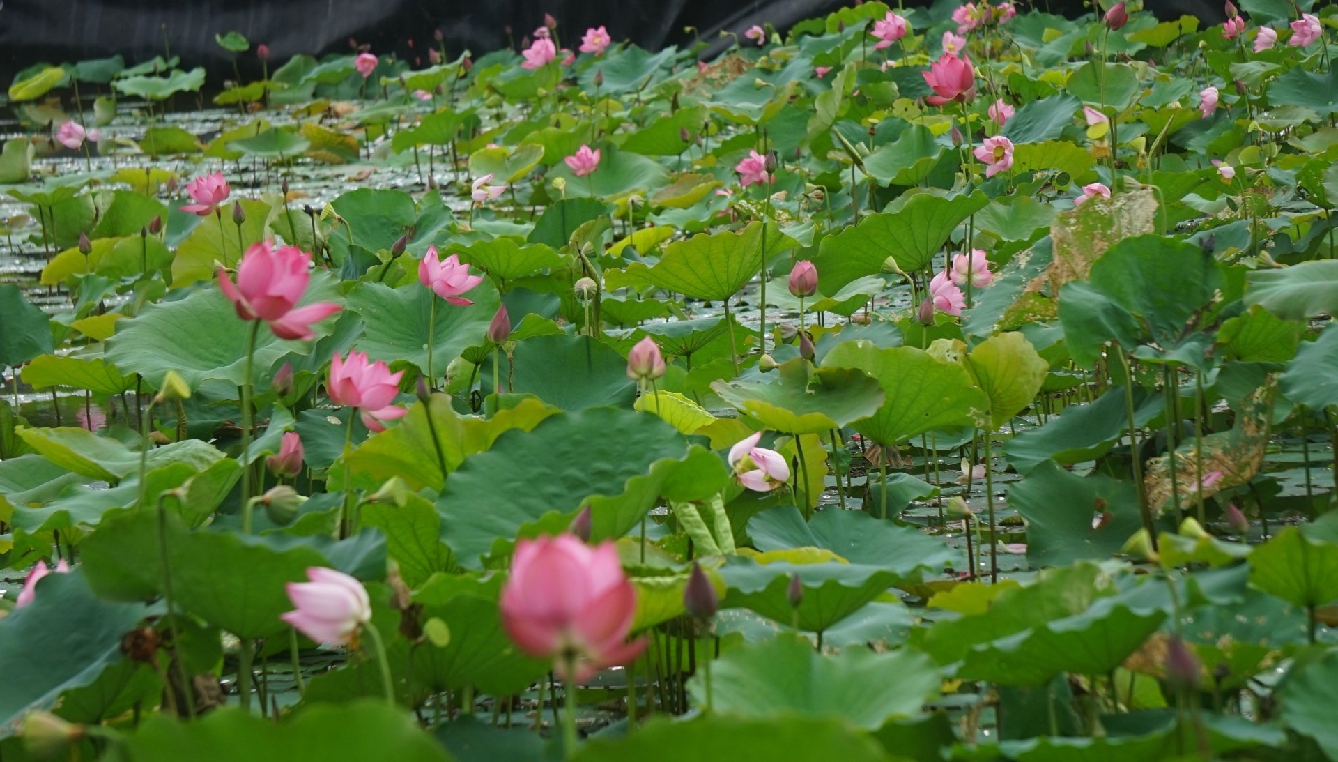 Hoa sen được trồng tại xã Kim Liên, huyện Nam Đàn, tỉnh Nghệ An từ bao đời nay. Tên làng, tên các địa danh cũng gắn với hoa sen. Ngoài loại sen truyền thống có sắc hồng, năm nay xuất hồ sen còn điểm thêm một số bông sen màu trắng tinh khôi.
