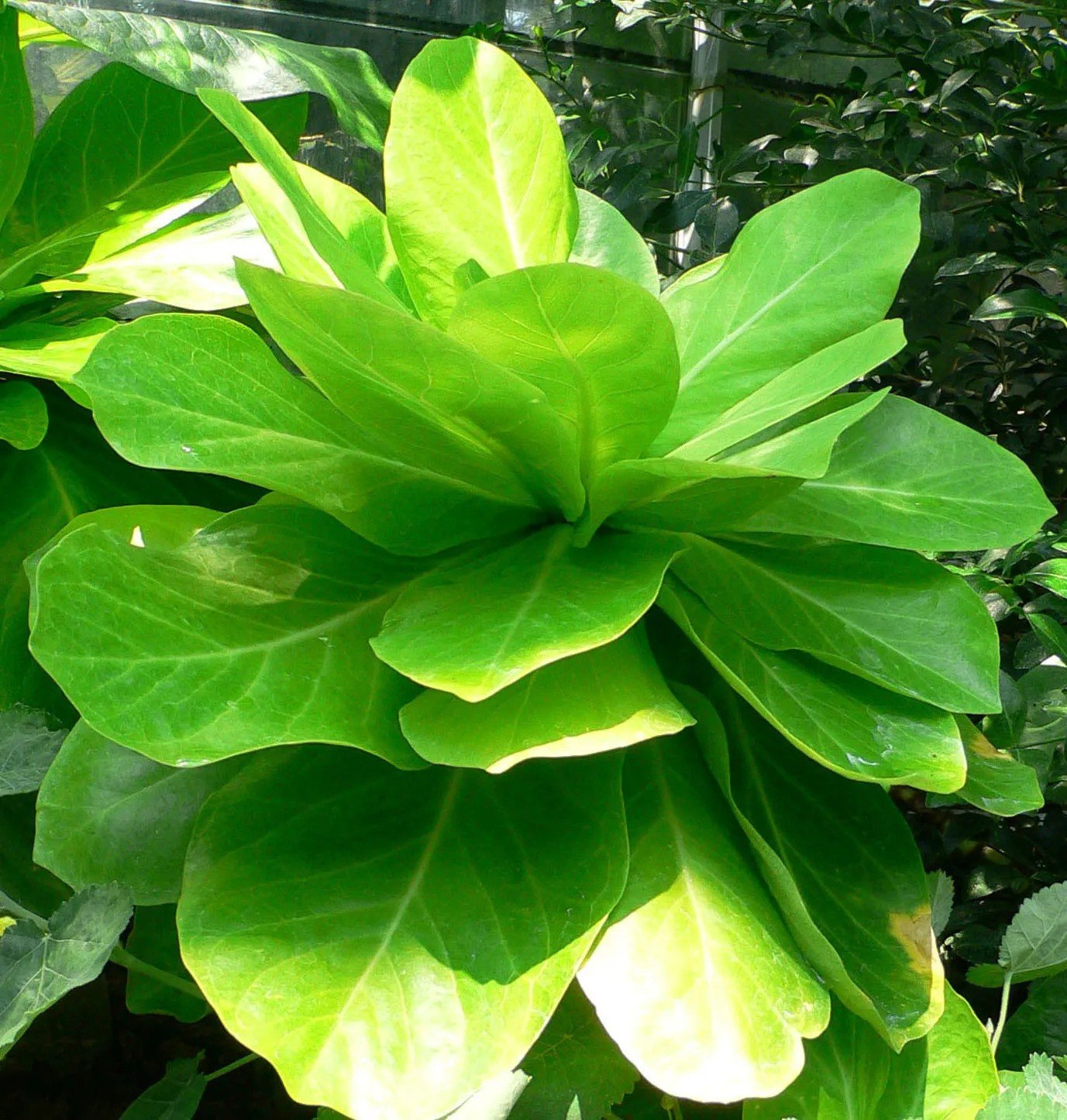 Alula (Brighamia insignis), loài thực vật có nguy cơ tuyệt chủng thường được tìm thấy ở Hawaii. Ảnh: Raul654