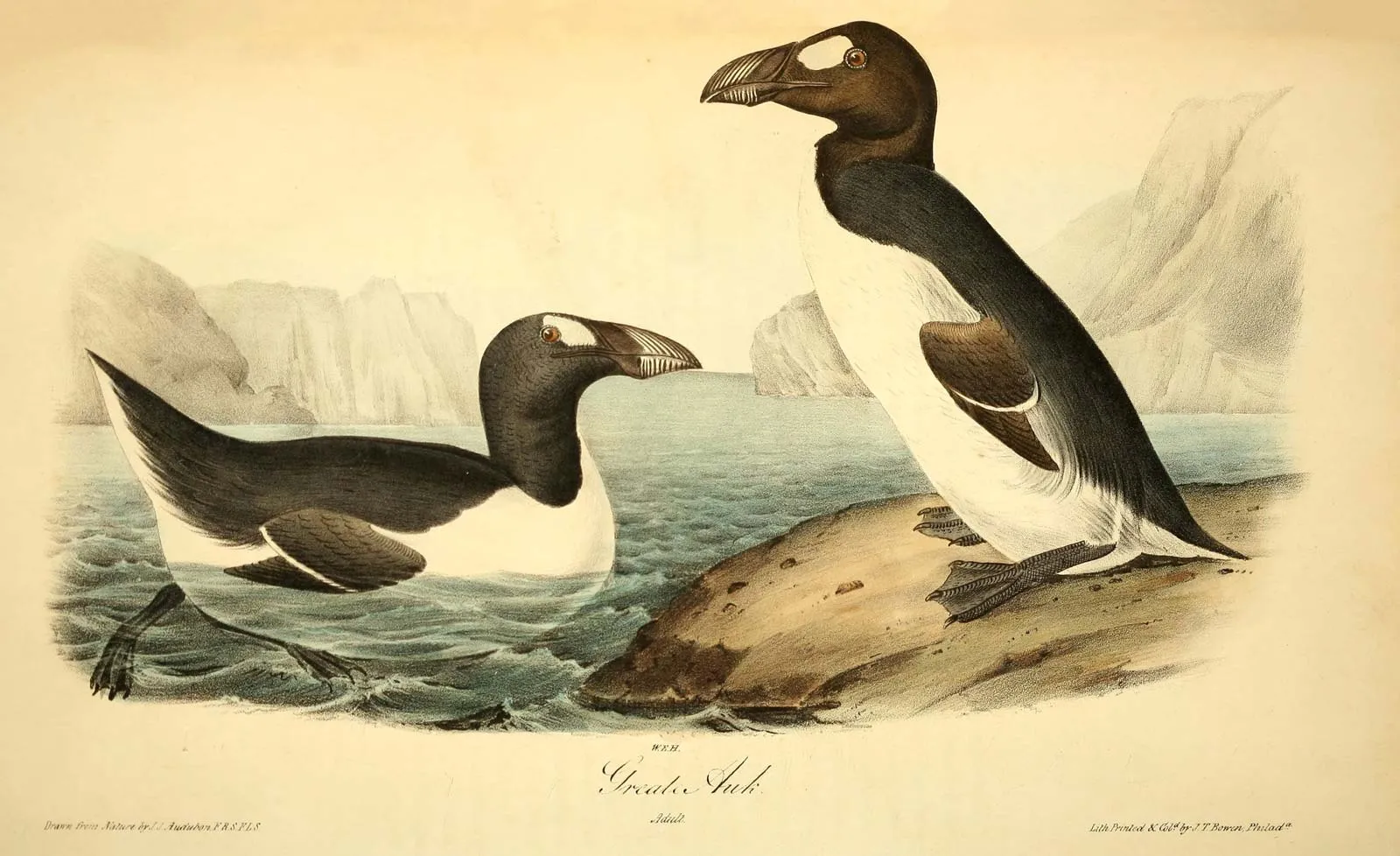 Chim auk lớn (Pinguinus impennis). Ảnh: The Birds of America, từ Bản vẽ sản xuất tại Hoa Kỳ, Tập. VII, của John James Audubon, 1844
