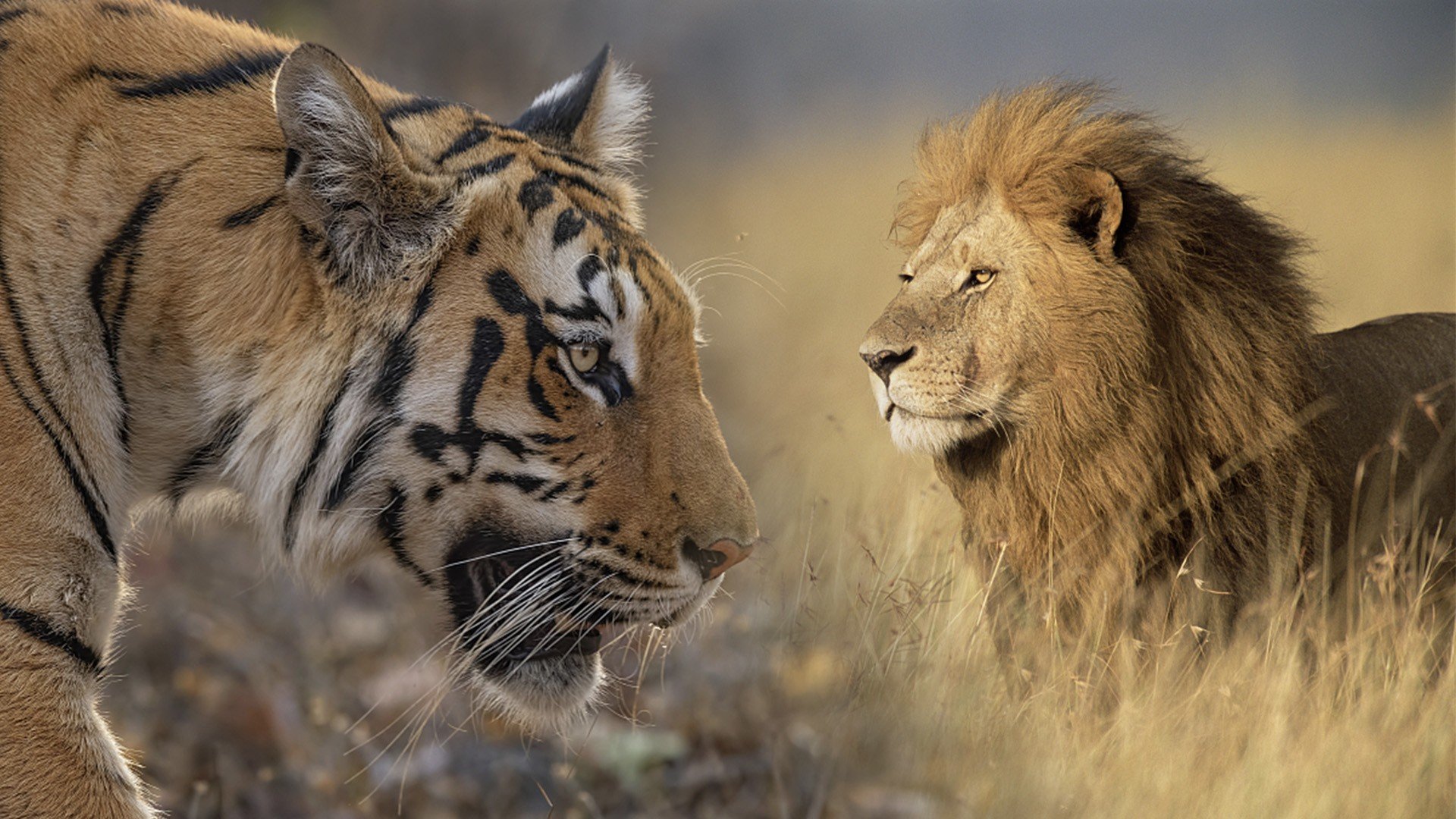 Tại sao sư tử là 'vua rừng xanh' mà không phải hổ? - Ảnh 1