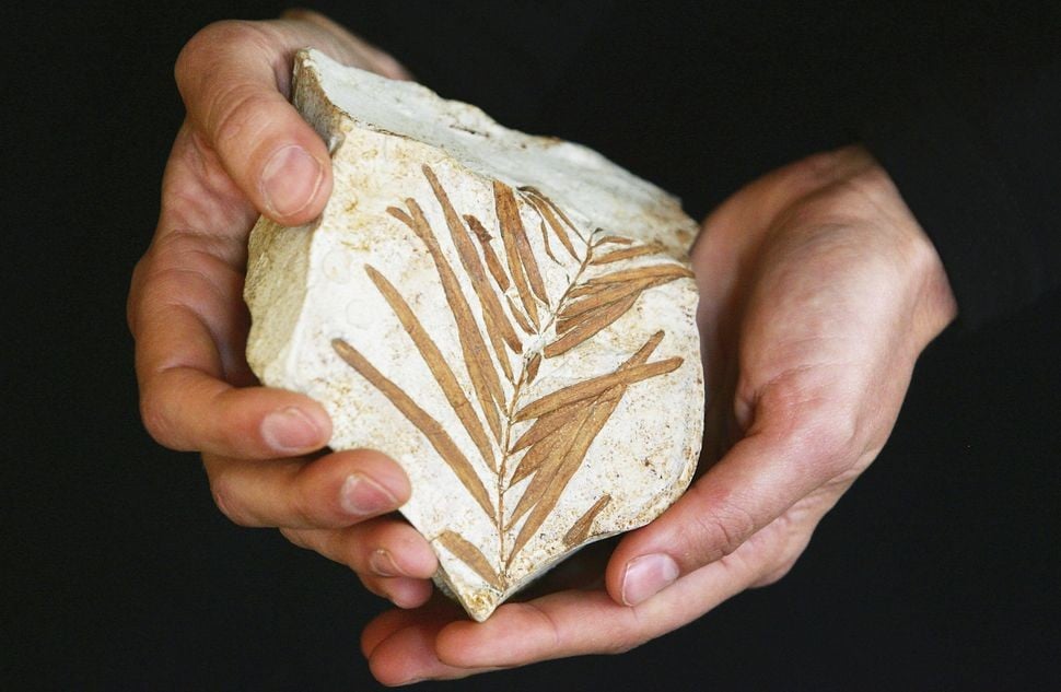 Một bản sao hóa thạch của mẫu vật 90 triệu năm tuổi của cây thông Woolemi. (Ảnh: Chris McGrath / Getty Images)
