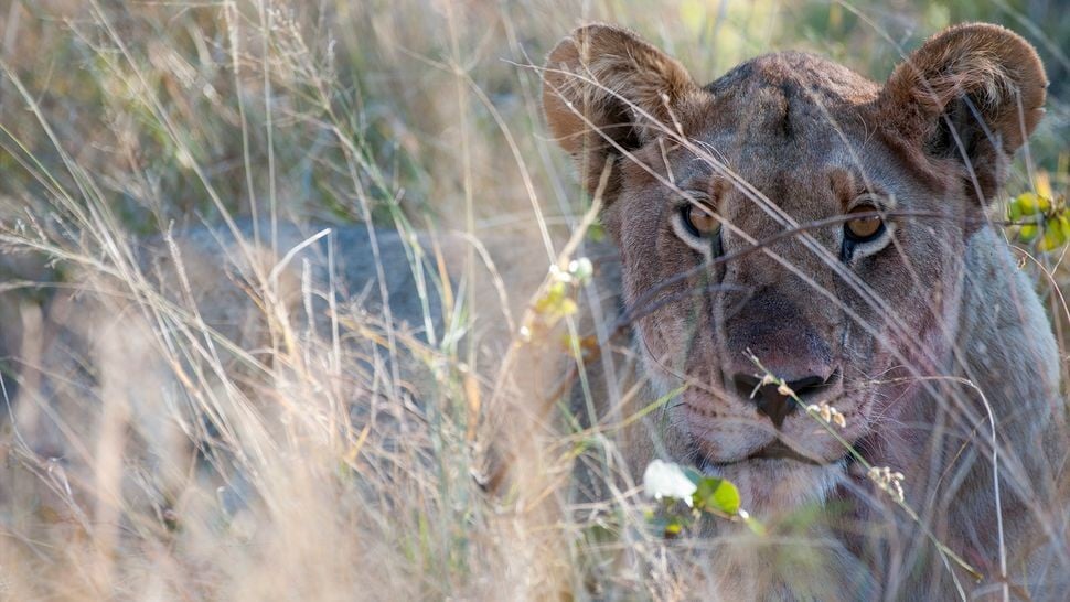 Trong số tất cả những nỗ lực bắt mồi, sư tử chỉ thành công khoảng 30%. (Ảnh: Wolfgang Kaehler/LightRocket / Getty Images)