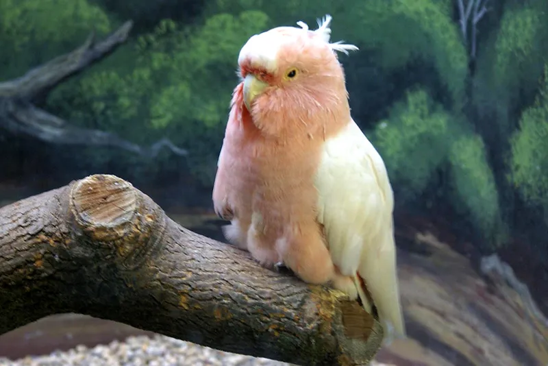 Chú vẹt mào màu hồng Cookie được chụp hình ở Vườn thú Brookfield, Hoa Kỳ, năm 2008. Ảnh: Nimesh Madhavan/Wikipedia