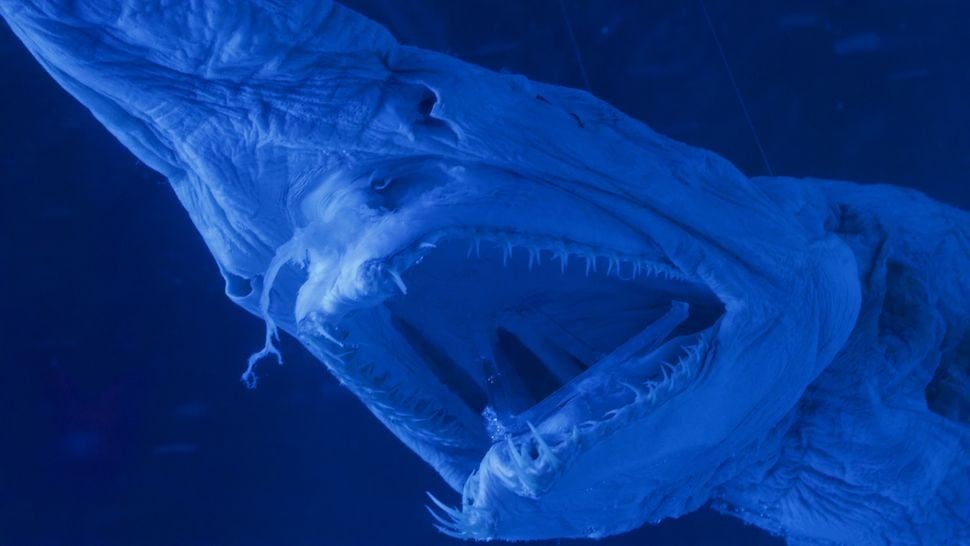 Cá mập yêu tinh đã bơi trên các đại dương trên Trái đất trong 125 triệu năm. (Ảnh: George Melin/Getty Images)