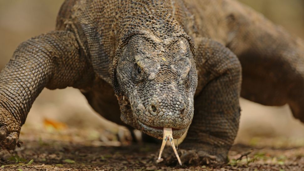 Rồng Komodo là loài thằn lằn lớn nhất thế giới, dài tới 10 feet. (Ảnh: Jamie Lamb / Getty Images)