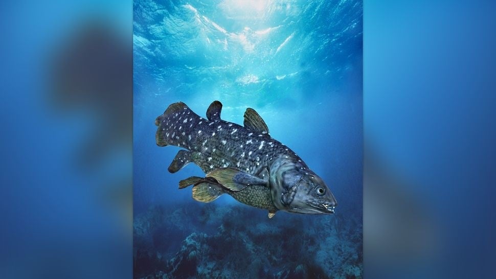 Cá vây tay được biết đến như một loài Lazarus vì nó được cho là đã tuyệt chủng cách đây 65 triệu năm - cho đến khi nó được phát hiện còn sống vào năm 1938. (Ảnh: Getty Images)
