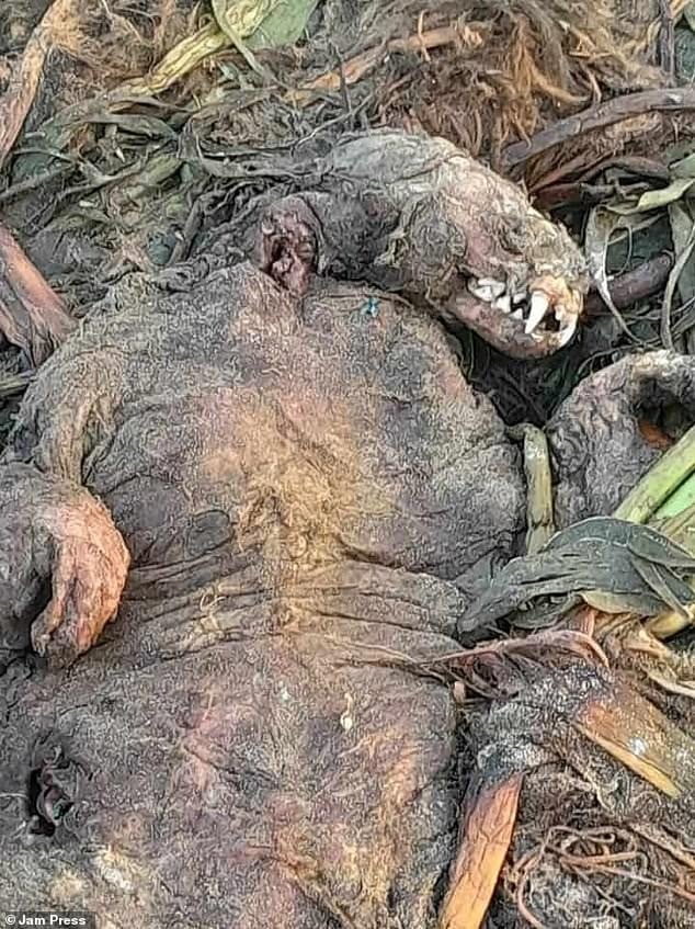 Các ngư dân ở Centla, Mexico, tuần này đã phát hiện ra một sinh vật chết có đặc điểm của một con hải cẩu sau khi nó dạt vào bờ biển Pico de Oro ở bang Tabasco thuộc vùng Vịnh. Ảnh Dailymail.