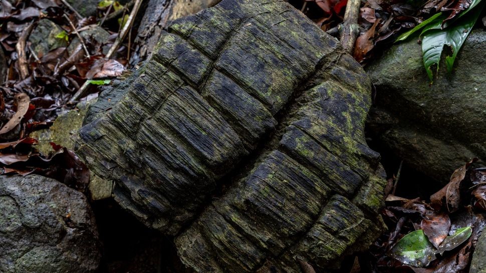 Một mẫu gỗ hóa thạch được phát hiện trên đảo Barro Colorado ở Panama. (Ảnh: Christian Ziegler)