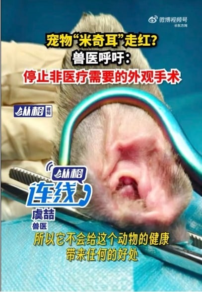 Sau quy trình phẫu thuật cắt bỏ kéo dài 30 phút dưới gây mê, đôi tai sẽ được tạo kiểu để đứng thẳng, giai đoạn này có thể mất từ ​​​​20 đến 60 ngày. Ảnh: weibo